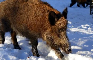 Zachodniopomorskie: Dwie osoby ranne po ataku dzika w lesie.