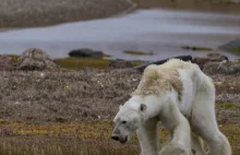 Dramatyczne zdjęcia głodujących niedźwiedzi polarnych