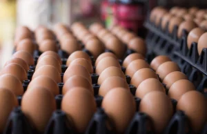 Niemcy i Holandia blokują publikację informacji o skażeniu jaj fipronilem
