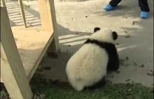 Wygłupy czterech małych pand