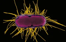 Biolodzy stworzyli bakterię, która żywi się dwutlenkiem węgla