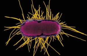 Biolodzy stworzyli bakterię, która żywi się dwutlenkiem węgla