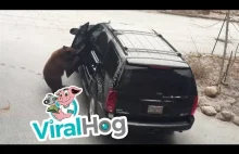 Niedźwiedź zamyka się wewnątrz SUV