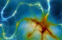 Astrocyty kontrolują neurogenezę