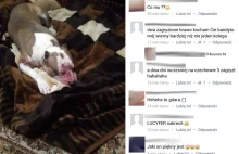 Lublin: Chwalił się na Facebooku, że jego pitbull zagryzł kilka psów....