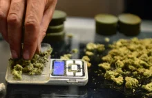 Najnowszy raport o skutkach legalizacji marihuany w Kolorado