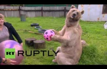 Poznaj Stepana, 300 kg niedźwiedzia brunatnego, który znalazł ludzką rodzinę