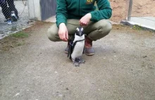 Janush i cztery inne pingwiny z wrocławskiego zoo zginęły! Intruz na wybiegu