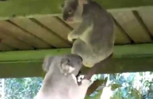 Walka misi koala