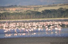 Tajemnica znikających flamingów