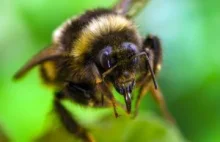 Polacy znaleźli sposób na ginące pszczoły?