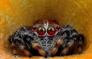 Egzotyczne pająki - makrofotografia