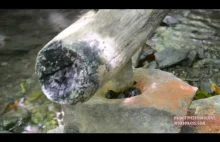 Primitive Technology: Water powered hammer