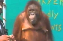Orangutan pokazuje magiczną sztuczkę ;)
