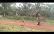 Malezyjski żołnierz chwyta kobrę w nietypowy sposób