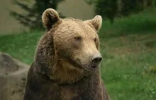 Niedźwiedź widmo w górach Sowich