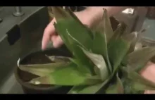 PL] Jak uprawiać ananas