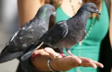 Dokarmianie ptaków może grozić chorobą zakaźną