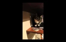 Kot dawaj kasę!