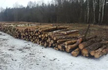 Gigantyczna wycinka w Lesie Bródnowskim