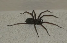 Inwazja wielkich pająków we Francji