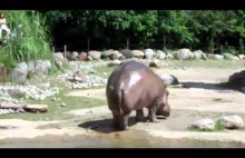 Pierd hipopotama
