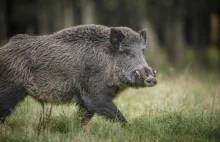 Rząd proponuje myśliwym pieniądze za odstrzał dzików