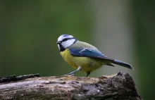 Dlaczego ptaki śpiewają i czy… komponują muzykę?