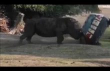 Wściekły nosorożec