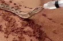 Dobry człowiek na pustyni dzieli się z wężem wodą.