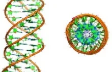 Zidentyfikowano potrójną helisę DNA w fazie gazowej