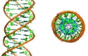 Zidentyfikowano potrójną helisę DNA w fazie gazowej