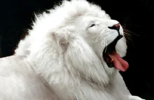 Białe lwy