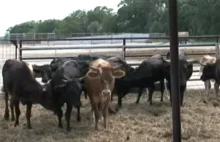 Genetycznie zmodyfikowana trawa zabija krowy w Teksasie.