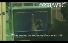 Szympansica nauczona czytania liczb