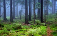Chiny sadzą lasy wielkości Irlandii