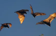 Połowie gatunków latających lisów grozi wyginięcie