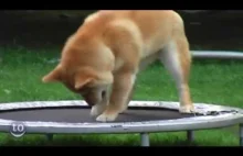 Animals Jumping on Trampolines