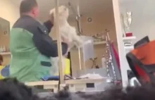 Znany psi fryzjer z Częstochowy zniknął po ujawnieniu maltretowania psa.