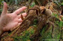 Ptasznik goliat to największy pająk na Ziemi