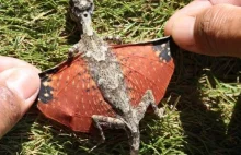 Smok latający(Draco volans) - prawdziwy latający smok. Jedyna taka jaszczurka.