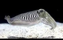KINGS OF Camouflage HD cuttle fish EXCLUSIVE