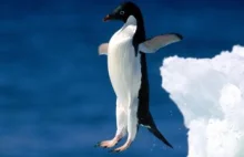 Przez górę lodową wielkości Luksemburga zginęło 150 tysięcy pingwinów