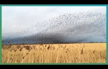 Ogromna chmura ptaków szpaków ponad 70.000