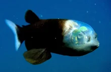 Głębinowa ryba z przezroczystą głową. Znajdziesz jej oczy? (wideo)