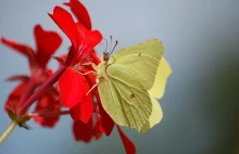 Czym się zajmują polskie gazety: Czy żółty motyl oznacza wesołe lato?
