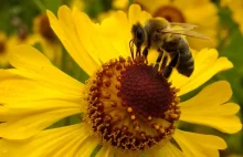 Pszczoły potrafią wykonywać proste obliczenia arytmetyczne.