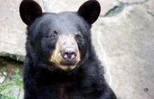 Niedźwiedź zaatakował uczestniczkę maratonu Calles Caldera Trail [ZDJĘCIE]