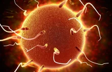 Sperma przenosi nie tylko informację genetyczną