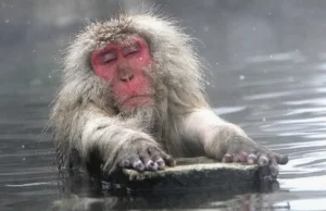 Co małpki robią zimą by się ogrzać i zrelaksować?